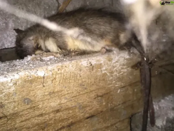 Dead Rat Removal Woolloongabba